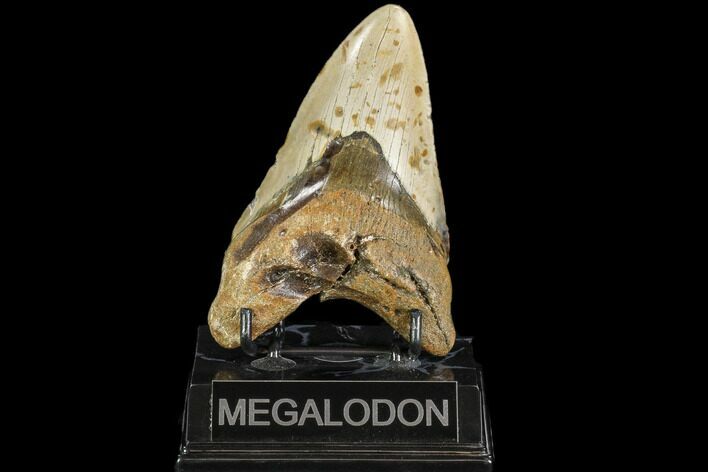 Bargain, Fossil Megalodon Tooth - North Carolina #108964